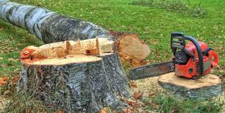How Our Tree Care Process Works  in  Roman Forest, TX