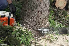 Best Pest Control for Lawns  in Roman Forest, TX