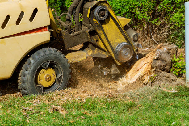 Best Lawn Drainage Solutions  in Roman Forest, TX