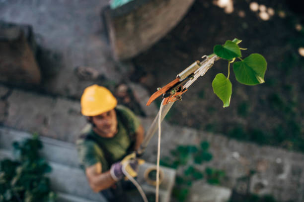 Professional Tree Services in Roman Forest, TX