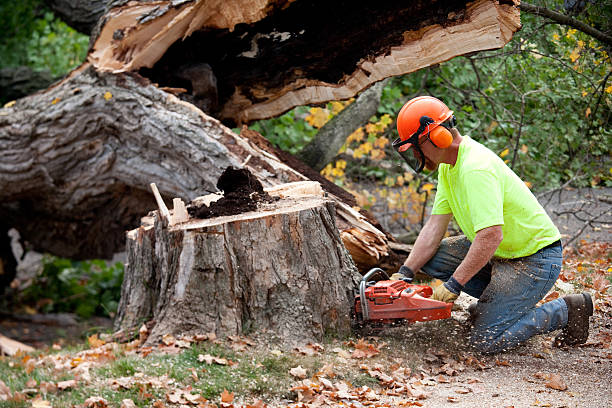 Best Lawn Pest Prevention  in Roman Forest, TX