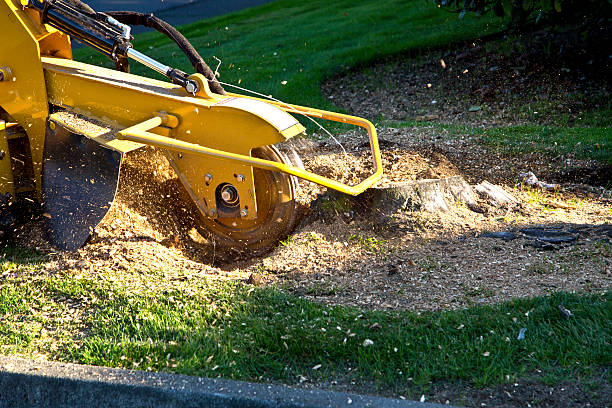 Lawn Pest Prevention in Roman Forest, TX