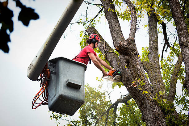 Best Hedge Trimming  in Roman Forest, TX